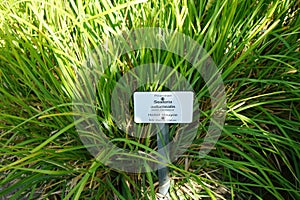 Sesleria autumnalis grows in July. Potsdam, Germany photo