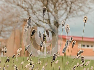 Sesleria blue grass thriving in a garden setting photo