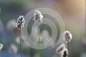 Sesleria caeluria, blue moor-grass photo