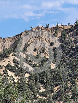 Sespie condor region calif.