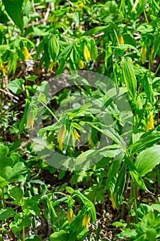 Sessile Bellwort, Uvularia sessilifolia