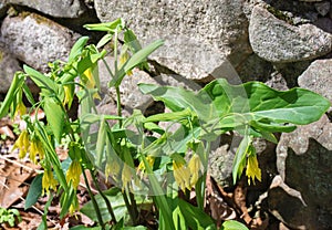 Sessile Bellwort â€“ Uvularia sassilifolia