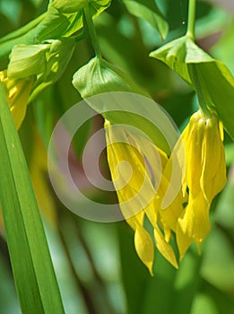 Sessile Bellwort â€“ Uvularia sassilifolia