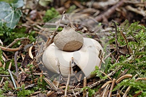 Sessile Earthstar