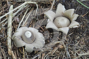 The Sessile Earthstar