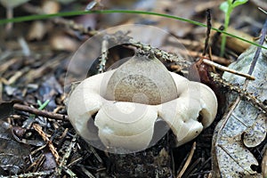 The Sessile Earthstar photo