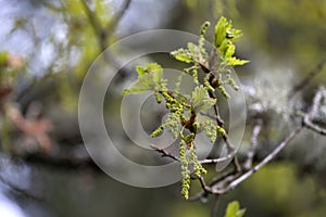 Sessile oak male catkins