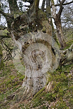 Sessile Oak