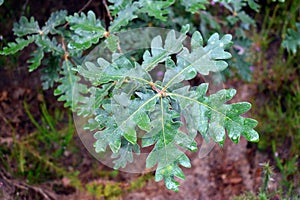 Sessile oak (Quercus petraea)