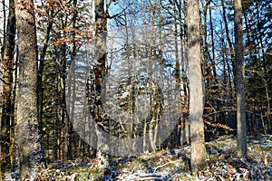 Sessile oak (Quercus petraea) and common beech (Fagus sylvatica) forest