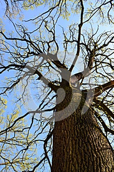 Sessile oak silhouette trunk. Irish oak