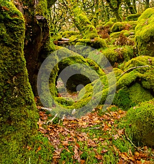 Sessile oaks and moss in Wistman`s Wood in Cornwall, England, UK, United Kingdom