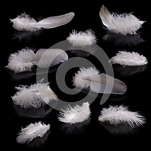 Set of 10 fluffy feathers on a black background