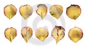 Set of 10 yellow color rose petals on a white background isolated