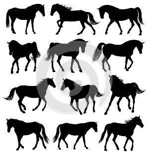 Set of 12 horses silhouettes