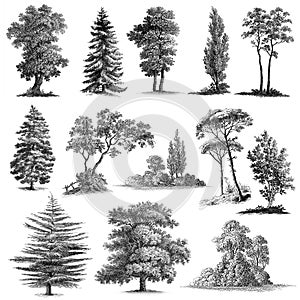 Set of 13 Hand Drawn Vintage Trees