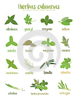 Set of 15 different culinary herbs in cartoon style. Spanish names.