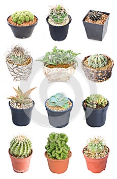 Set of 15 Variety Cactus Potted Plants.