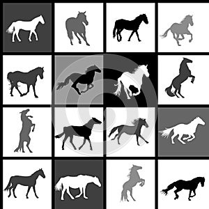 Set of 16 horses background