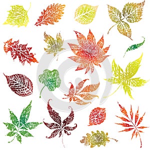 Set 2 of autumn grunge leafs. Thanksgiving