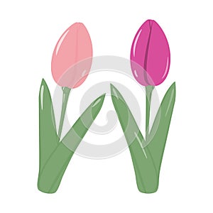 Set of 2 blooming tulip flower for bouquet in trendy pink colors. Springtime. Sticker. Icon. isolate