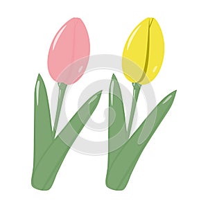 Set of 2 blooming tulip flowers for bouquets in trendy colors. Hello Spring. Sticker. Icon. isolate