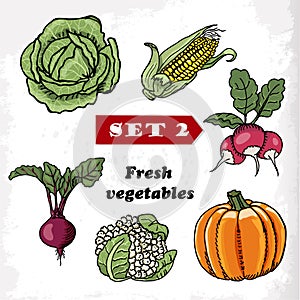 Set 2 Fresh vegetables cabbage, corn, radish, pumpkin, cauliflower and beets. Vector illustration