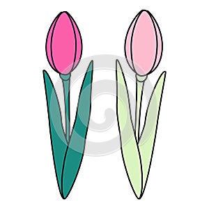 Set of 2 tulips flower in trendy bright and pale marker shades. Design elements for card or greeting