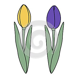 Set of 2 tulips flower in trendy yellow and violet. Design elements for springtime greetings or card