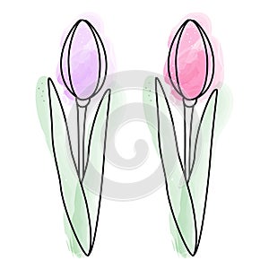 Set of 2 tulips in watercolor manner. Design elements for springtime greetings or cards. Isolate