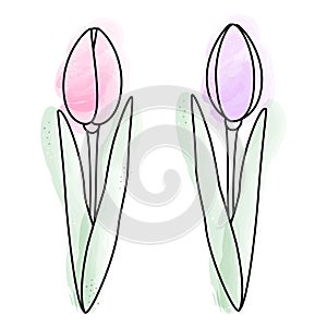 Set of 2 watercolor tulips in trendy pale shades. Design elements for springtime greetings or cards