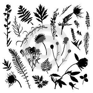 Set of 25 vector silhouettes of wild herbs, plants and flowers isolated on white background