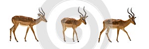 Set of 3 Black Faced Impalas isolated on white background