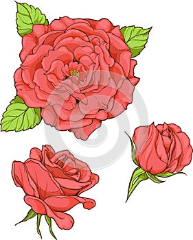 Set of 3 isolated red roses