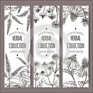 Set of 3 vector labels with peppermint, chamomile and echinacea