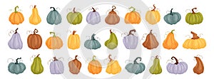 Set 30 pcs pumpkins, squash vector symbols illustrations. Cartoon pumpkins, halloween squash, fall harvest gourds