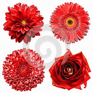 Set of 4 in 1 surreal red flowers: chrysanthemum, gerbera, dahila and rose isolated