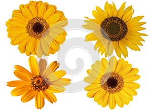 Set of 4 beautiful flower with yellow petals and yellow heart on white isolated background. Pattern for the designer.