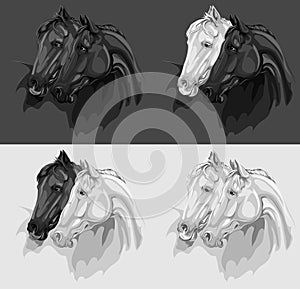 Set of 4 monochrome horses illustrations