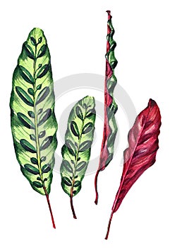 Set of 4 tropical leaves.