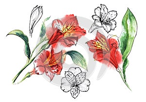 Set of 5 elements illustration of Alstroemery flowers.
