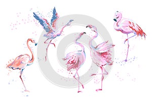 Set of 5 vector watercolor imitation style sketchy flamingos isolated on white. Vector illustration of pink flamingo