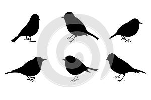 Set of 6 Birds Silhouette