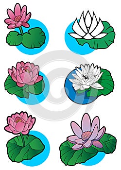 Set of 6 lotus flower
