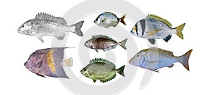 Set of 7 realistic fish showing aquatic animals from Arabian Gulf sea in Bahrain, Oman, Qatar, Kuwait, and Saudi Arabia