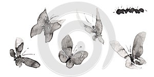 Set 8 with seven differents forms butterfly and caterpillar pictures isolated on white.  Hand drawn china ink on paper textures.