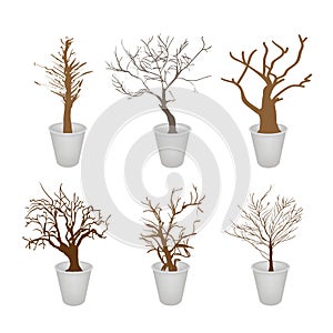 A Set of Abstract Dry Trees in A Flower Pot