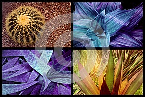 Set of abstract natural backgrounds with cacti and agave leaves