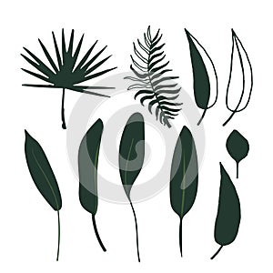 Set of abstract tropical leaves. Vector isolated stock elements on a white background. Silhouette floral foliage. Exotic flat