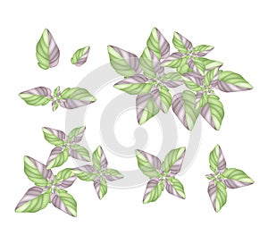 A Set of Acanthaceae Plant on White Background